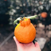 제주 한라봉 3kg 5kg 10kg 노지 제주도 가정용 선물용 제철 택배, 한라봉 상품 10kg 소과