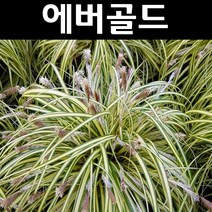상록사초/에버골드 다년생 7치포트 1개/야생화