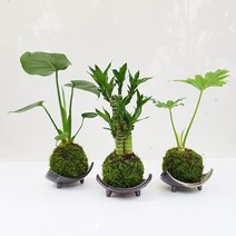 도자기랑나무랑 이끼볼 수태볼 반려식물 실내화초 가습 수경식물, 1개, 이끼볼3종(몬스테라+셀렘+연화죽)