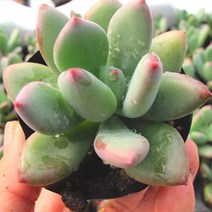 청성미인 키우기 쉬운 실내 거실 다육 식물 화분 랜덤발송, 단품