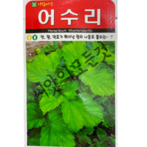 어수리씨앗50립 산나물의왕 미나리과 아람