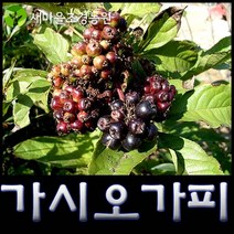 가시오가피나무 가시오가피나무묘목 약나무, 1개