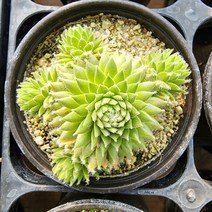 꽃나무팜 스트리트바위솔 월동다육이 국민다육 반려식물 선별배송 다육이키우기