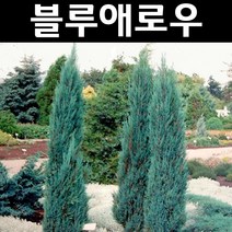 블루애로우 나무 묘목 4치포트 1개/정원/공원/조경수