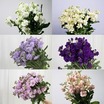 [로즈온리] 스토크 한단 (색상선택) 생화택배, 01 화이트