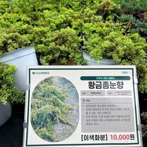 황금좀눈향 포트묘 조경수 정원 관상수 가드닝 눈향, 1개