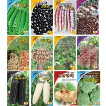 그린하트 스파클 완두콩 웰빙 검정 흰 제일 건강 범호 블랙스타 강낭콩 진상 흑 땅콩 녹두 그린 얼룩찰 흑찰 백찰 옥수수 천군만마 히카마 얌빈 베이스 브로콜리 씨앗 종자, 그린흑찰옥수수 100립