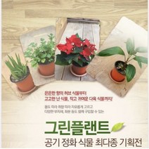 그린플랜트 꽃식물 수련목 (색상랜덤) 1+1