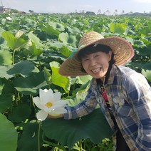 명당연향 (부안 연꽃사랑) 생연잎 햇연잎 2KG 약 24~30장, 1개