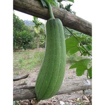 수세미씨앗 10립/수세미열매씨앗/수세미 국내채종종자 (WJ)