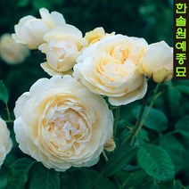 고급 영국장미(데이비드오스틴) 21종 특선, 12. 레이디 어브 샤롯