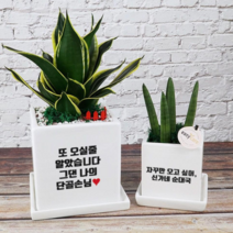 [메세지화분] 아무말대잔치 축하선물 개업 승진 커플 기념일 공기정화식물 자유문구, 정사각_기본형, 스투키
