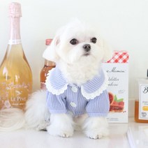 [갤러리아] 꼴레트멍멍피크닉 강아지가디건 마이리틀독, 블루