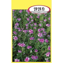 씨앗과세상만물 일일초 씨앗 10립, 1팩