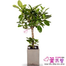 꽃뜨랑 전국배송 대형화분 행운목 해피트리 스투키 금전수 개업화분 당일배송꽃배달, C06 뱅갈고무나무, 1개
