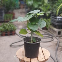 [나인에잇틴]휘커스 움베르타 고무나무 99, 1개