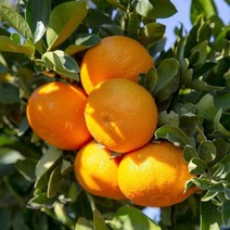 제주 서귀포 조생 노지감귤 꼬마과 로얄과 3kg 5kg 10kg, 로얄과5kg