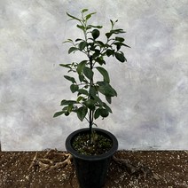 오렌지 레몬나무 70cm, 1개