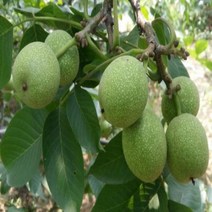 호두나무 상촌 실생 1년생 포트, 1개