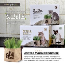 아시아종묘 캣그라스 바스켓 (귀리), 귀리