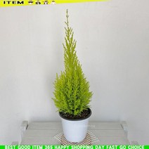 r알뜰VsnT4334v율마(중) 피톤치드가나오는 율마키우기 공기청정식물_AvFa2789x, 본상품