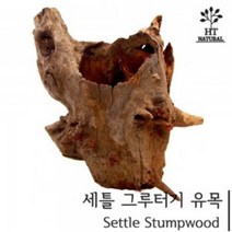 세틀 그루터기 유목 M 천연유목 장식 천연목