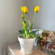 튤립 인테리어 조화화분, 퍼플, 카키