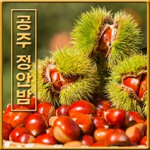 [산지직송] 2022년 공주정안 햇 알밤 대보밤 옥광밤 2kg 대/특대 10만평 유기농재배, [칼집X] 옥광밤 대 2kg
