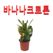 (성실농원A)바나나크로톤화분(소)4그루 공기정화식물