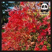 (나무판다) 남천나무 묘목 키 80cm ~ 1m 내외 분, 남천 키 80cm ~ 1m 내외 분(3주묶음)