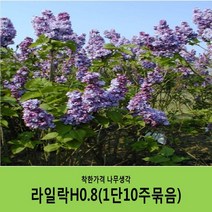 착한가격 나무생각 라일락나무 묶음모음, 라일락H0.8(80cm)10주묶음