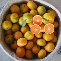 제주 서귀포 위미 효돈 노지 극조생귤 타이백 귤 5kg 10kg, 1박스, 노지감귤 5kg 로얄과 43~72과