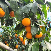 [산지직송] 제주 서귀포 고당도 황금향 1kg, 소과