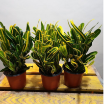 바나나크로톤( 색상이 고운아이에요)