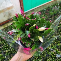 개발선인장 노랑 찐핑크 투톤혼합색 노랑색양랜덤