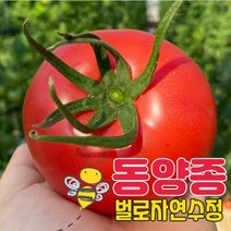 [거제 특산품] 동양종 완숙 찰토마토 4.5kg, 1박스, 3-4번 소과 토마토