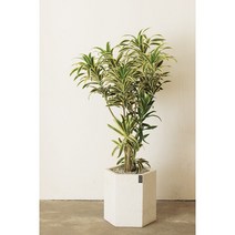 [개업/승진취임화분]고급스럽고 세련된 잎을 가진 송오브인디아, 단품