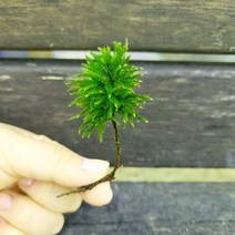 나무이끼 (5촉)/테라리움 비바리움 팔루다리움 DIY재료식물이끼