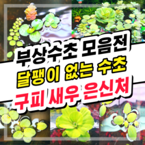 [수초스토어] 검역 부상수초 / 구피 새우 어항 쉬운 베타 수초 무이탄 수경식물 은신처 초보 피시티아 필란터스플루이탄스 아마존프로그비트 목련물배추 살비니아쿠쿠라타, 1. 살비니아 쿠쿠라타 (5뿌리)