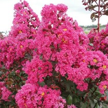 목하원예조경 배롱나무 백일홍나무 묘목 (핑크벨로) 개화주 포트묘, 핑크벨로, 1개