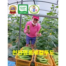 [천안명품 로컬푸드] 국내 최초 온라인 로컬푸드 농부 직송 당일수확 발송 우수농산물 착한가격 특품30개 50개 100개 짱아치용 50개 (만족100% 100개구입시 부추증정 ), 오이지용20개(특)