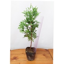 순희농장 미측백나무 서양측백나무 30~40cm 포트10개 조경수 울타리 정원수, 미측백나무30~40cm ( 포트 10개)