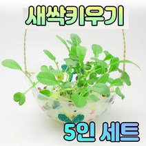 복돼지마켓 새싹키우기 5인세트