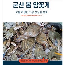 제철 군산 알배기 봄꽃게 활꽃게 1kg임 2kg이상시 배송혜택 리뷰추첨 0611, 1개