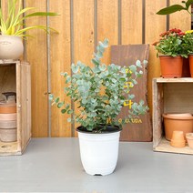 가꾸다 유칼립투스 공기정화식물 식물인테리어 플랜테리어 홈데코