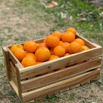 제주 만감류 고당도 카라향 상품 가정용혼합 3kg 5kg 10kg, 카라향 상품 5kg, 1개