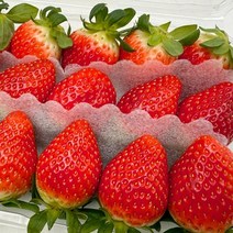 설향 딸기 1kg 프리미엄 선물 생딸기 판매 진맛깔, 1개