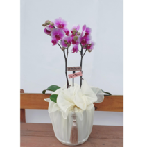 유락 호접란 - 보자기 / 부산꽃 개업 축하 승진 어버이날 화분 예단 상견례 보자기 난 부모님 선물 스승의날, 분홍