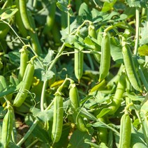 풋콩 껍질콩 100립 종자 약콩효능 완두콩 채소 씨앗, 상세페이지 참조