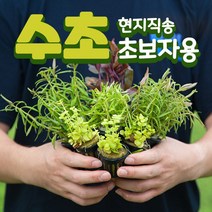 초보자용 랜덤수초 초보수초 세트 - 10촉내외, 단품